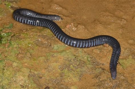 Gaboon Caecilian Geotrypetes Seraphini · Inaturalist