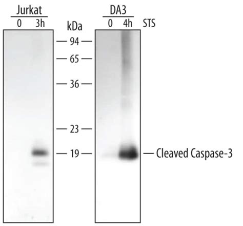 Humanmouse Cleaved Caspase 3 Asp175 Antibody R 25μg Unlabeled