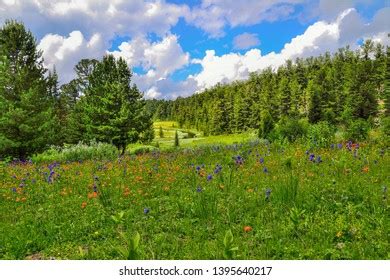 Leuzea Carthamoides Images Stock Photos Vectors Shutterstock