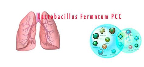 Lactobacillus Fermentum: Learn about the properties and benefits of the ...