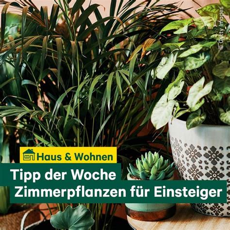 Unser Tipp Der Woche Du M Chtest Dein Zuhause Mit Pflanzen