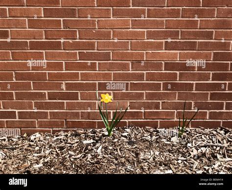 Yellow Flower Growing In Front Of Brick Wall Stock Photo Alamy