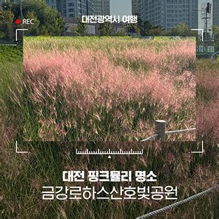 대전 핑크뮬리 명소 금강로하스산호빛공원 : 네이버 블로그