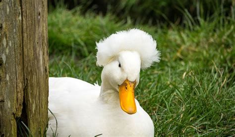 Crested Duck Breed The Hip Chick