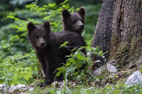 European Brown Bear Cubs Ursus Arctos Notranjska Forest Slovenia