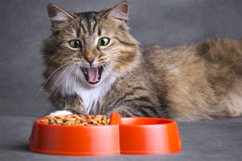 Study: Homemade, DIY cat food recipes could potentially kill your cat