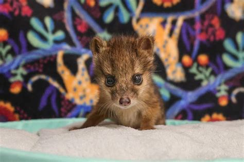 Nashville Zoo Celebrates Birth of Rare Fanaloka Pup Amid Conservation