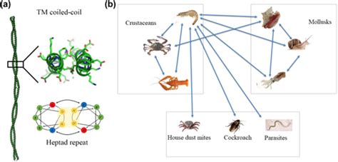 An Overview Of Tropomyosin As An Important Seafood Allergen Structure