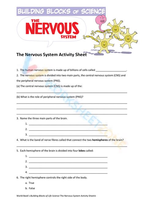 The Nervous System Worksheet