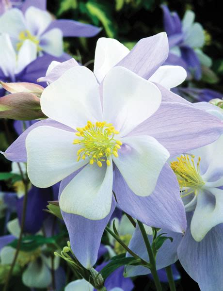 Aquilegia Songbird Bluebird Tesselaar