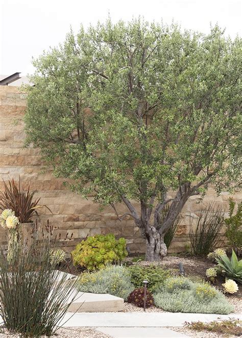 Fast Growing Drought Tolerant Trees Texas Edu Svet Gob Gt