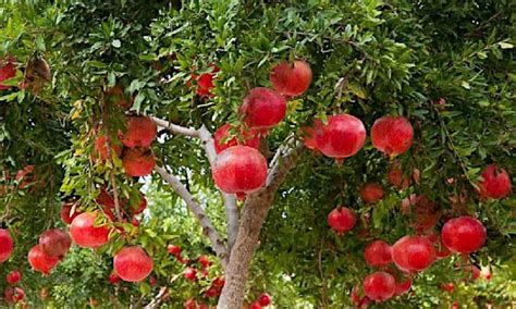 Pomegranate Gardens దానిమ్మ తోట పూత పిందె దశలో పాటించాల్సిన సరైన యాజమాన్య పద్ధతులు Proper