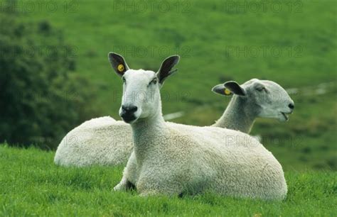 Domestic Sheep Photo12 Imagebroker Angela Hampton