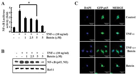 Inhibitory effect of butein on tumor necrosis factor α induced