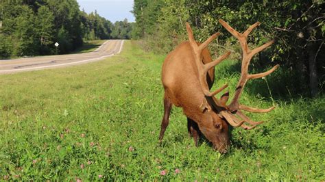 A majestic elk with velvety antlers in Northern Saskatchewan this weekend. : wildlifephotography