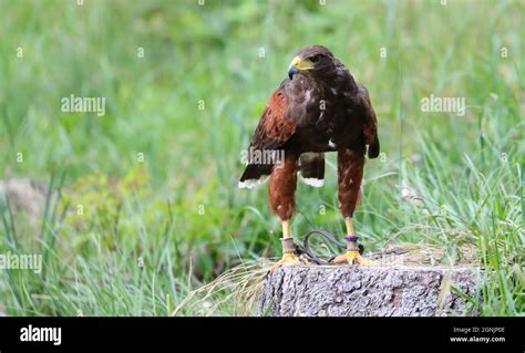 Big bird of prey called Hawk of Harris Stock Photo - Alamy