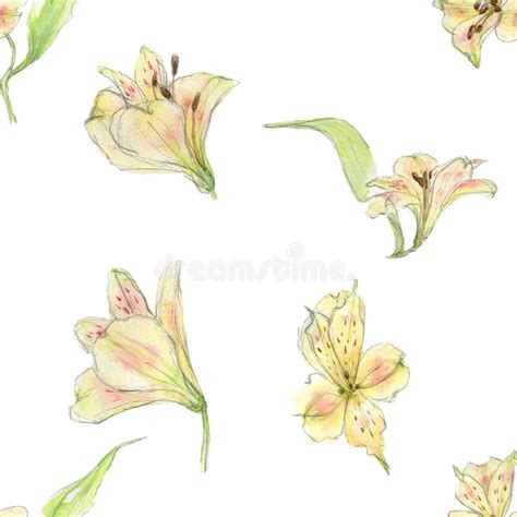 Watercolor Seamless Pattern Of Orange Flowers Alstroemeria With Green