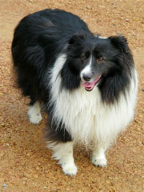 Shetland Sheepdog Black and White - Profile | Care - DogDwell