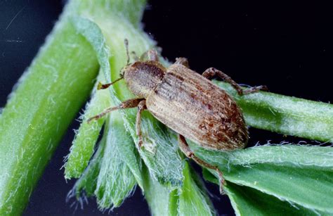 Alfalfa weevil - Agricultural Biology