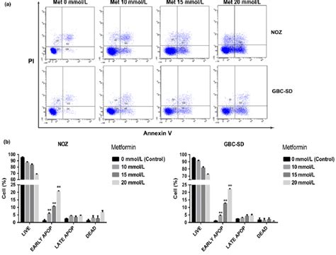 Metformin Induces Apoptosis In Gallbladder Cancer Cells A Noz And