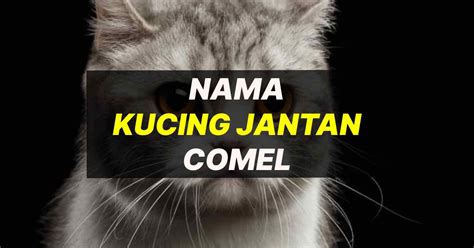 Nama Kucing Comel Melayu Diane Jackson