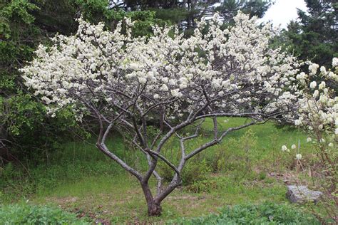 Small Flowering Trees: A dozen native species for limited spaces – Wild Seed Project