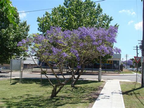 Jacaranda Roots Under Artificial Turf | Pat Welsh Organic and Southern California Gardening