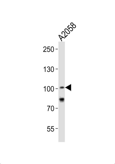 Rabbit Anti Prox Polyclonal Antibody C Term Absin Univ