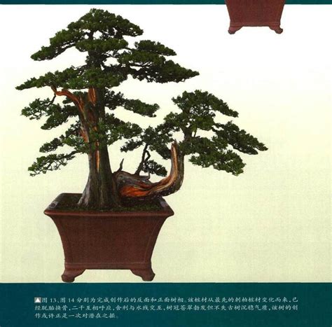 图解 刺柏盆景怎么蟠扎的13个刚才 Penjing8盆景吧