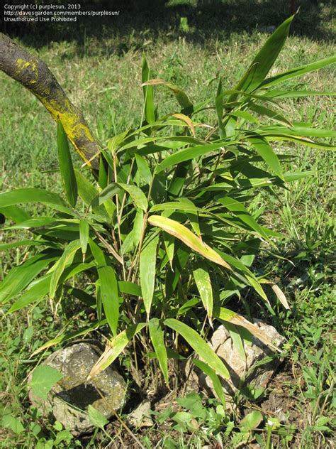 Plantfiles Pictures Blue Bamboo Phyllostachys Glauca 1 By Purplesun