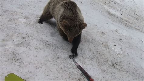 Šokujúce video z Ďumbiera Medveď sa hral s lyžiarovou paličkou ten si