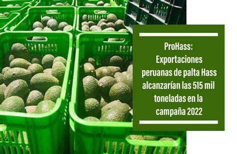 ProHass Exportaciones peruanas de palta Hass alcanzarían las 515 mil