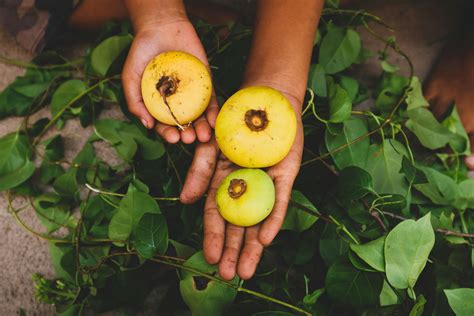 Green Fruit on Tree · Free Stock Photo