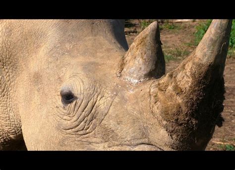 Rhino Rescue Project Is Injecting Poison Into Horns In Desperate Attempt To Curb Poaching ...