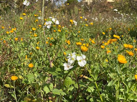 Un Autunno Senza Foglie Che Cadono E Con Le Piante In Fiore Coldiretti