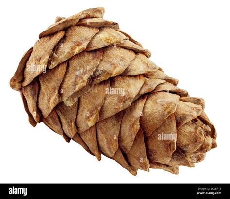 Cedar Pine Cone Isolated On White Background Clipping Path Full Depth