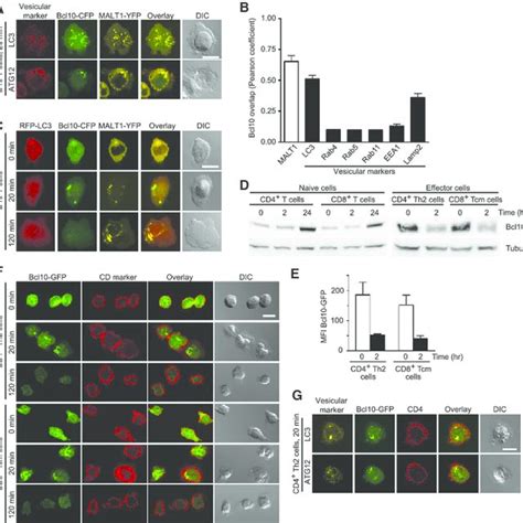 T Cell Activation Leads To Bcl10 Colocalization With Markers Of The