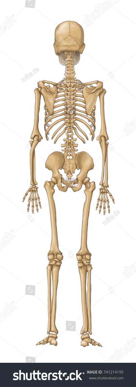 Human Skeleton Back View Stock Illustration 741214195 | Shutterstock