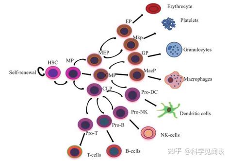 造血干细胞在临床都有哪些应用？ 知乎