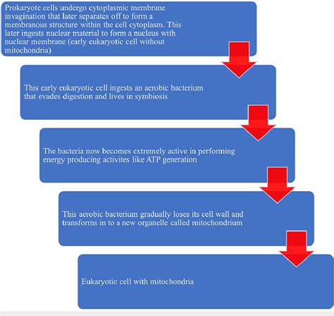 Endosymbiont theory depicting the evolution of mitochondria from... | Download Scientific Diagram