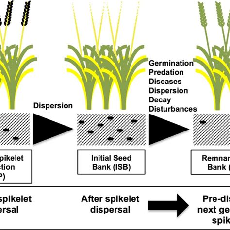 Scheme Showing The Different Phases In Spikelet Production And