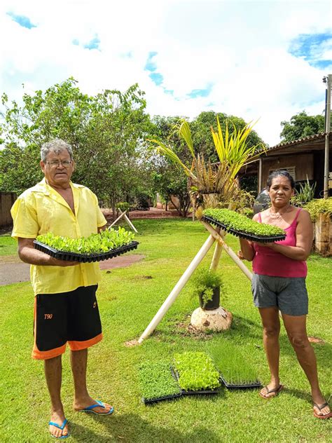 Doa O De Mudas Garante Verduras Fresquinhas Na Alimenta O De Instituto