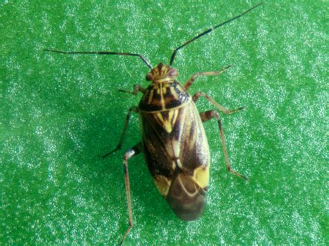 Managing the lygus bug in greenhouse crops | ontario.ca