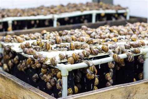 The Ultimate Guide To Successful Snail Farming In Nigeria Afrimash