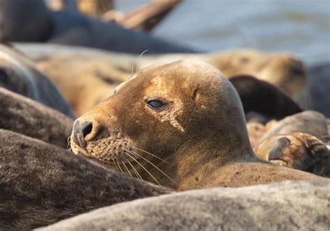 Harbor Seal Facts