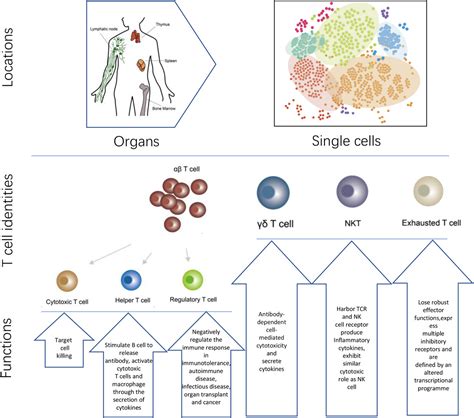 Specificity And Function Of T Cell Subset Identities Using Singlecell