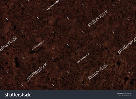 Abstract Dark Brown Burl Wood Texture Stock Photo Edit Now