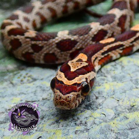 Normal Corn Snake Traits Morphpedia