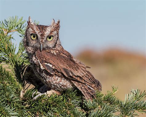 Eastern Screech Owl Megascops Asio By Jim Frazee