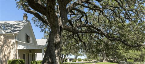 Best Time To Prune Trees In Texas Abc Blog